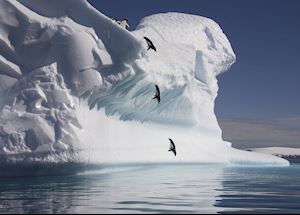 Adelie penguins, Antarctica
