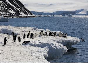 Adelie penguins