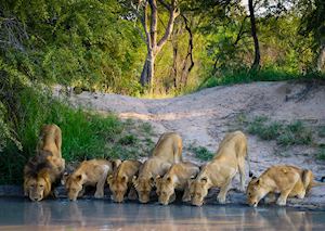 A pride of lions in the Kruger