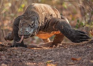 Komodo Dragon, Komodo