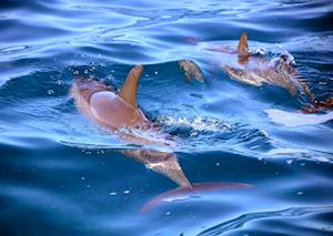 Spinner Dolphins