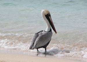 Pelican, Roatán Island