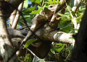 Monitor lizard, Bali Barat