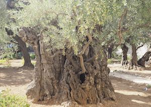 Mount of Olives, Old city of Jerusalem and Bethlehem, Jerusalem