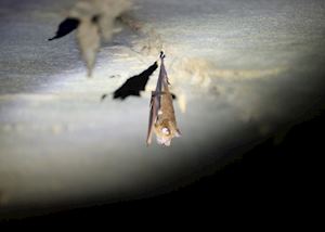 Bat in Mulu Deer Cave