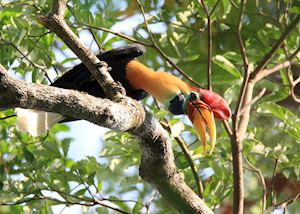 Knobbed Hornbill