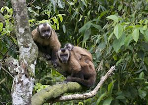 Capuchin monkeys, Tambopata Reserve
