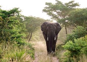 Phinda Private Game Reserve