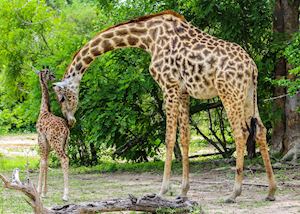 Masai giraffe mother and baby