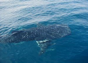 Whaleshark, Watamu, Kenya