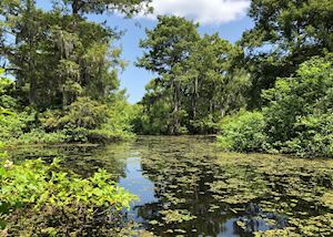 Atchafalaya Swamp, Louisiana