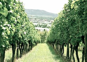 Riesling vineyards