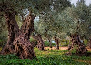 Olive trees, Mallorca