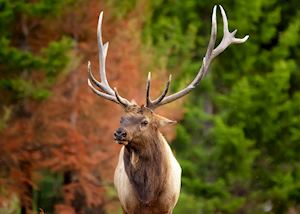 Elk in Jasper National Park