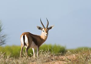Saharan dorcas gazelle, Souss-Massa National Park