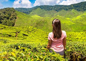 Trekking in the Cameron Highlands