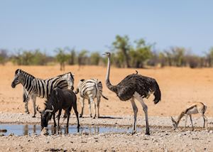 Wildlife in Etosha National Park