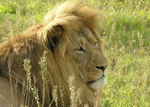 Private Game Reserve, Eastern Cape Game Areas