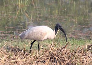 Black-headed Ibis, Bharatpur, India