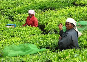 Tea Pickers near Munnar