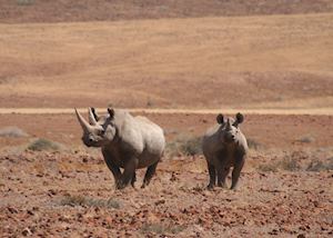 Black rhino from Desert Rhino Camp