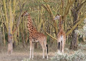 Rothschild's giraffes, Lake Nakuru National Park