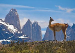 Guanaco, Torres del Paine National Park, Chile