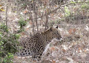 Leopard, Ranthambhore National Park