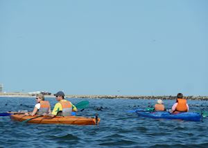Kayaking With Seals, Pelican Point