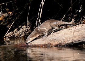 Neotropical otter in the Southern Brazilian Amazon