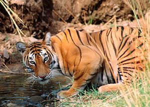 Tiger drinking