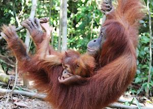 Bukit Lawang, Sumatra