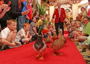 The Peabody Duck March, Memphis