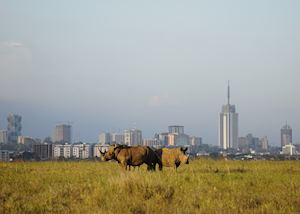 Rhino in Nairobi National Park