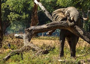 Elephant, Mana Pools National Park