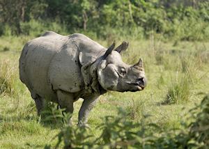 One-horned rhino, Chitwan National Park