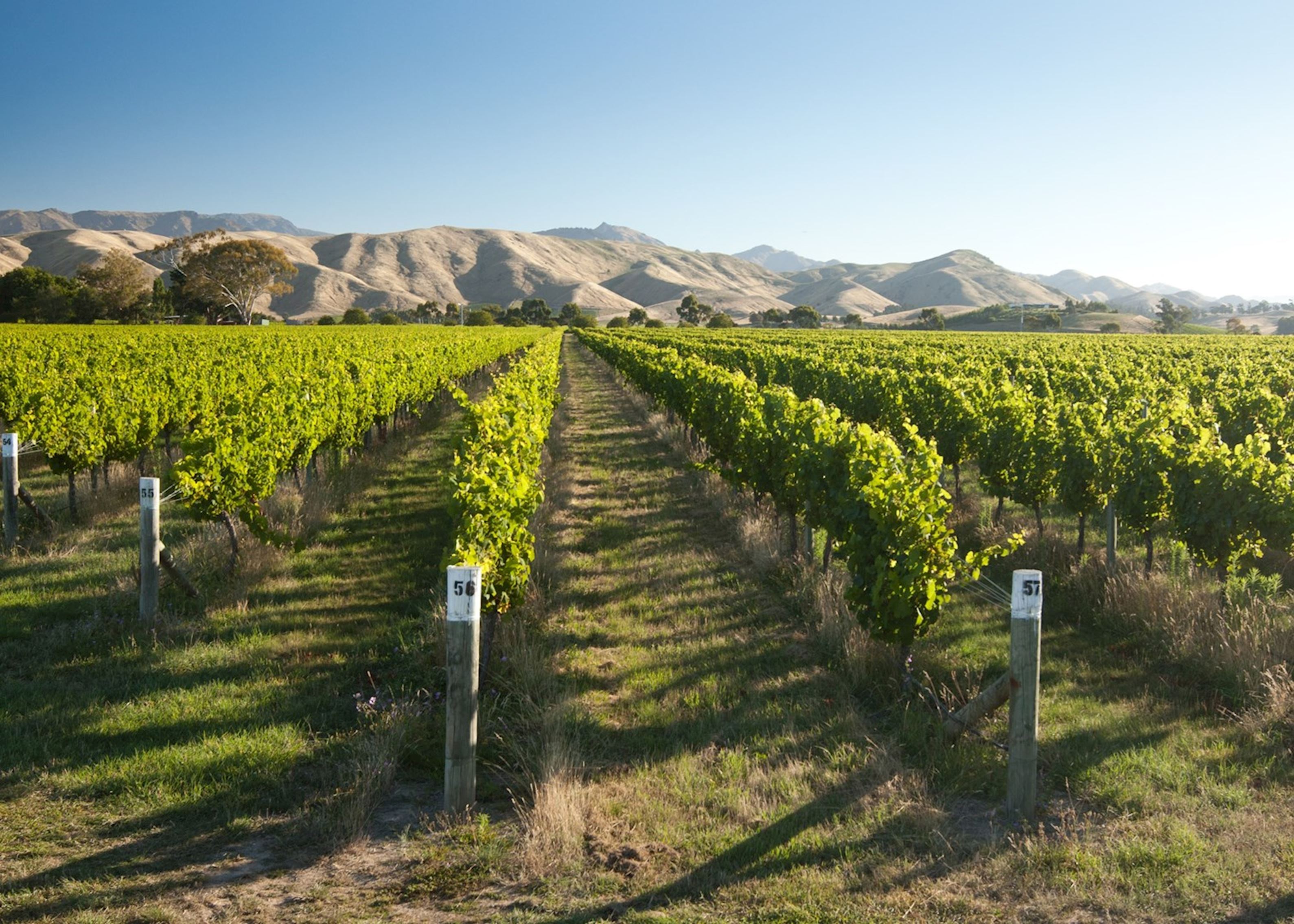 Cloudy Bay Vineyard Tour Marlborough  Activity in Marlborough, New Zealand