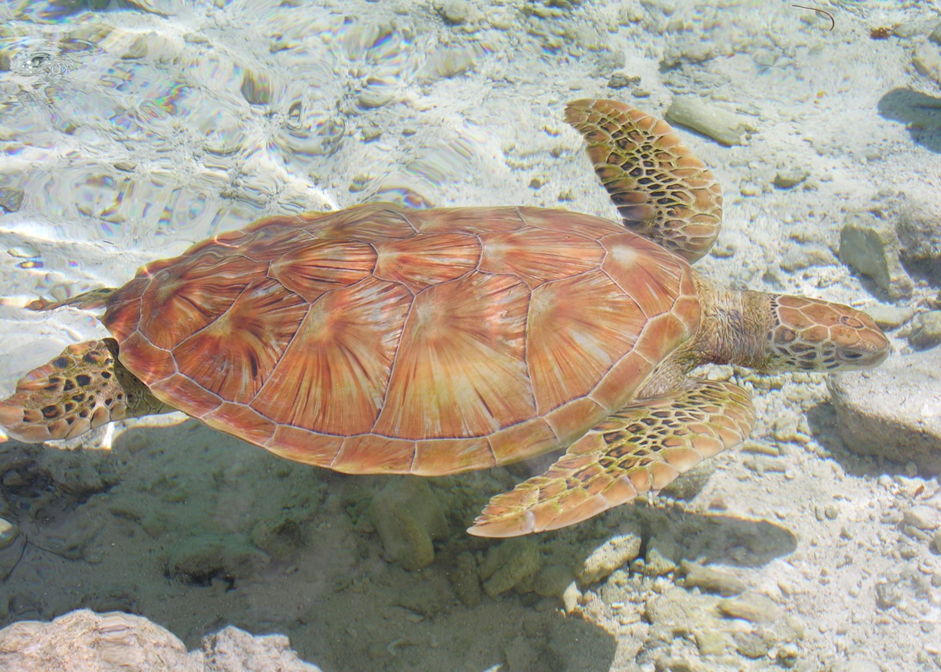 Green turtle, Bora Bora Green turtle, Bora Bora