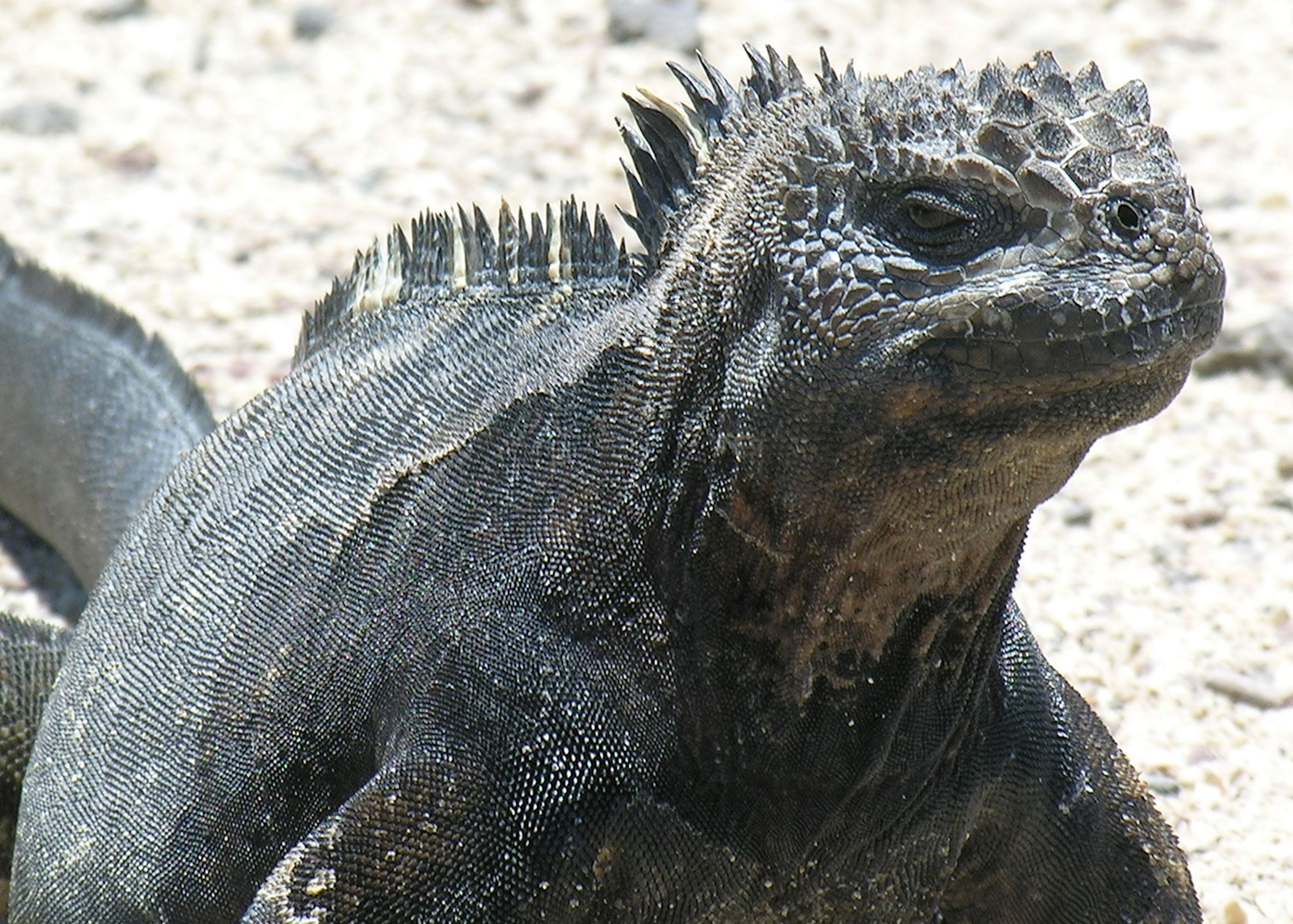 Galapagos Islands wildlife | Travel guide | Audley Travel