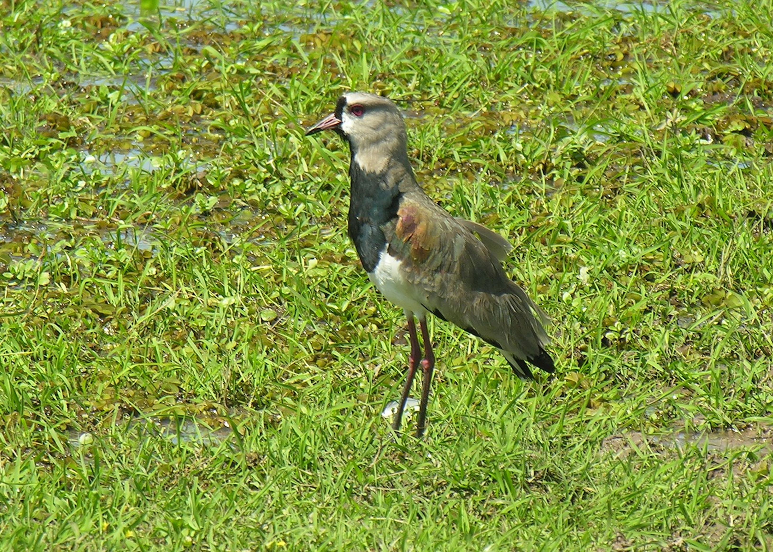 Visit The Chaco on a trip to Paraguay Audley Travel UK