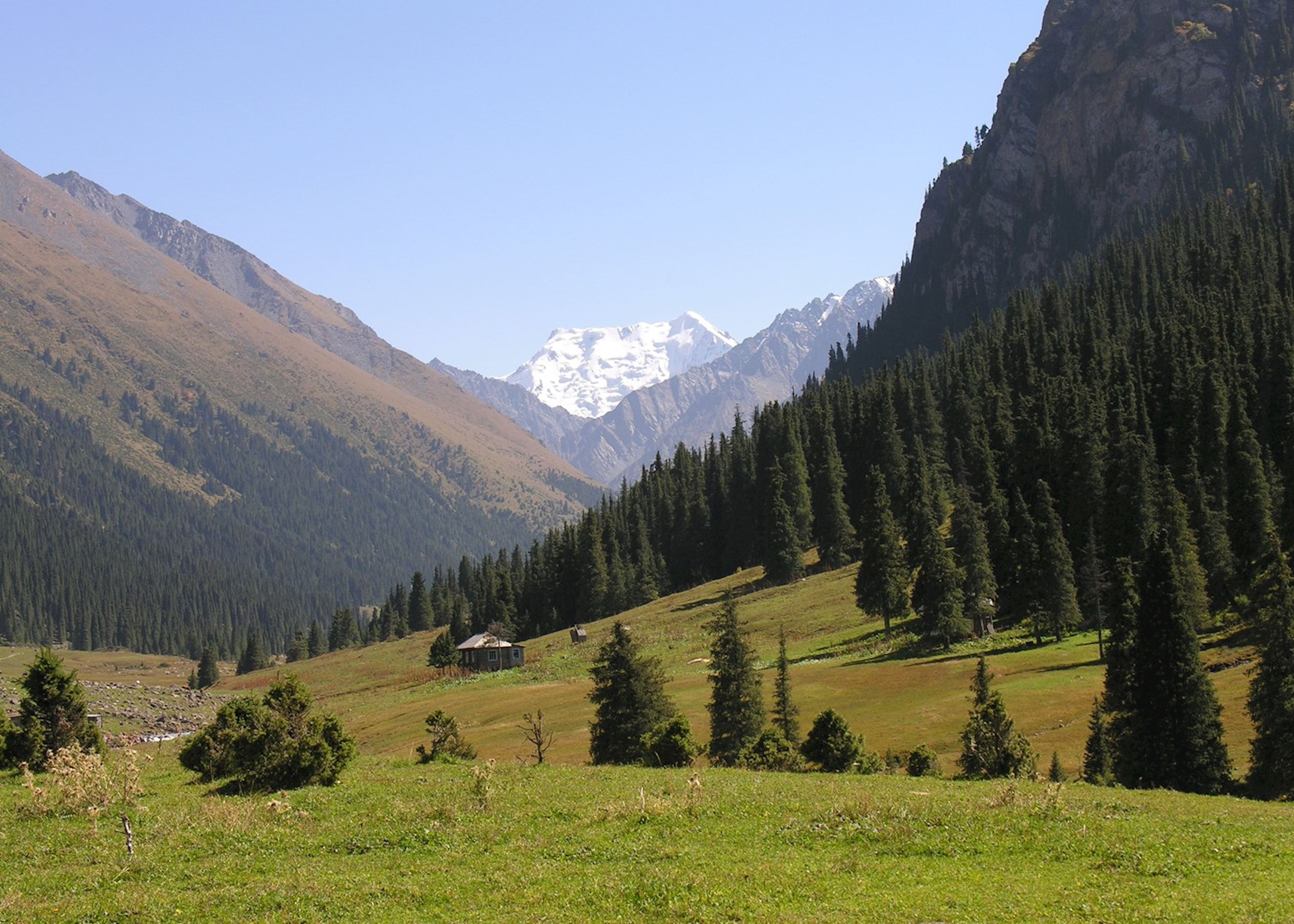 Алтын арашан киргизия фото