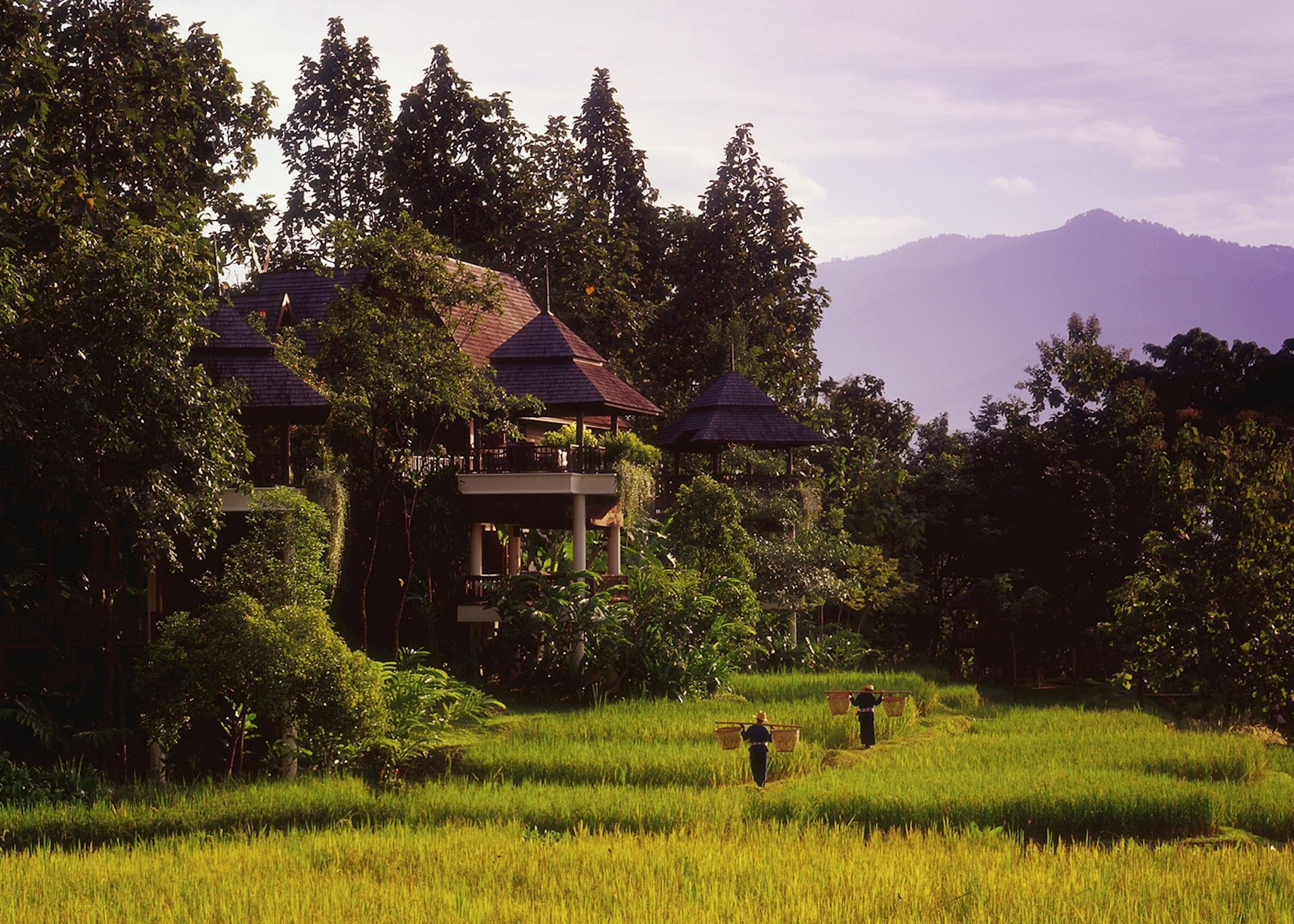 Four Seasons Chiang Mai rice paddy pavilions