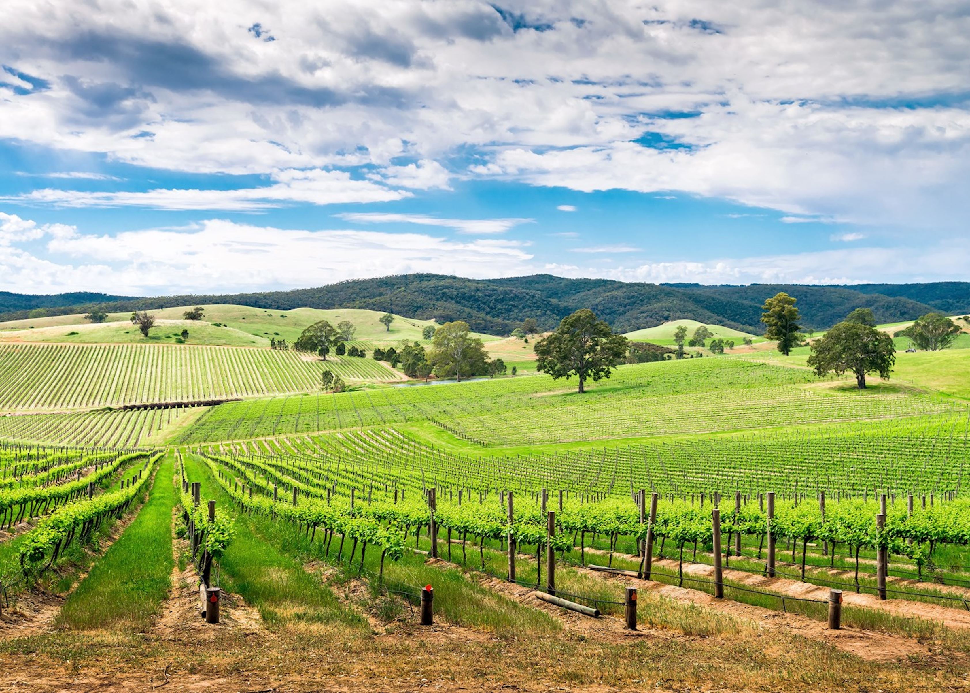 barossa valley tour packages