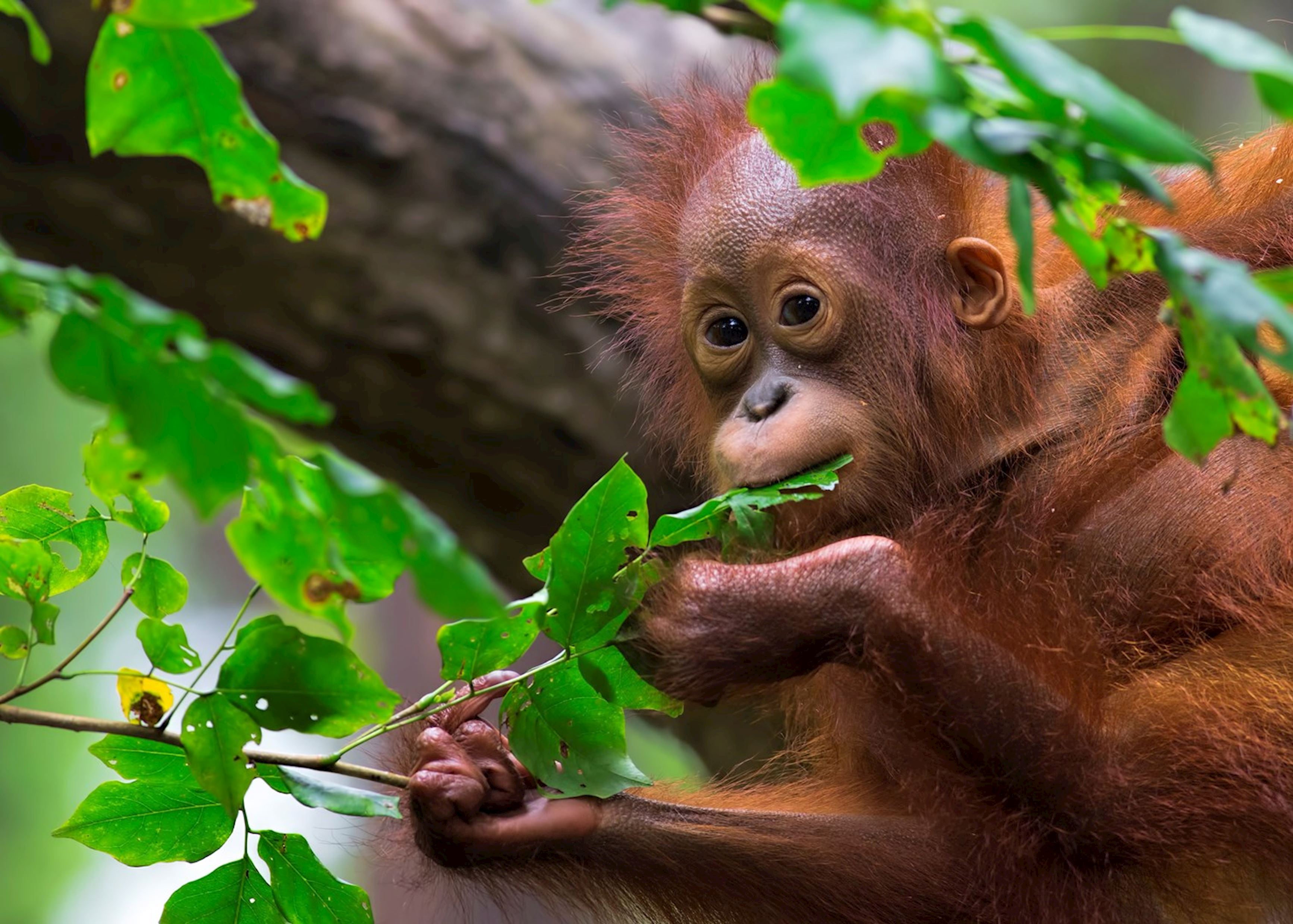 visit orangutans borneo
