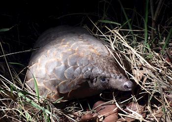 A Ground Pangolin, The Sabi Sand Private Reserve