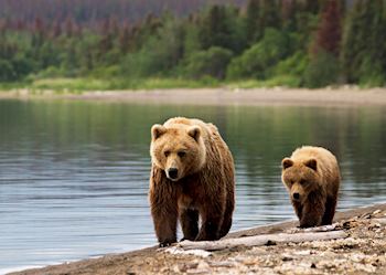Grizzly bears