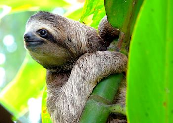 Sloth, Costa Rica