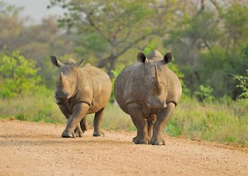 White rhino, Kruger National Park