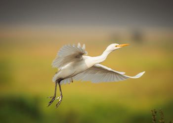 An egret takes flight in the Serengeti