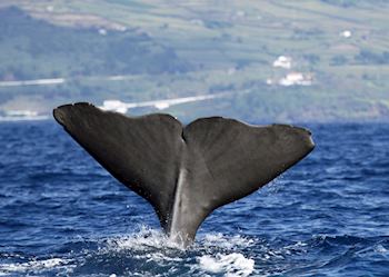 Diving whale, Azores
